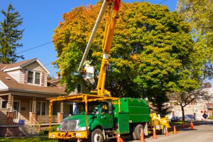 Remove a Tree on Your Property