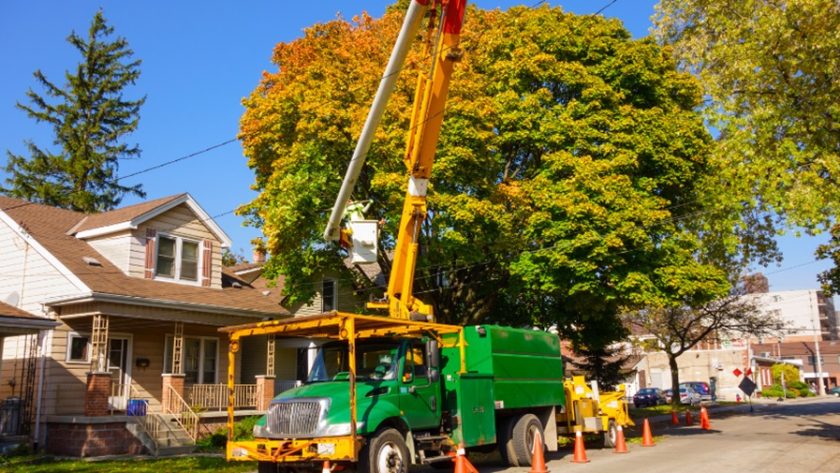 Remove a Tree on Your Property