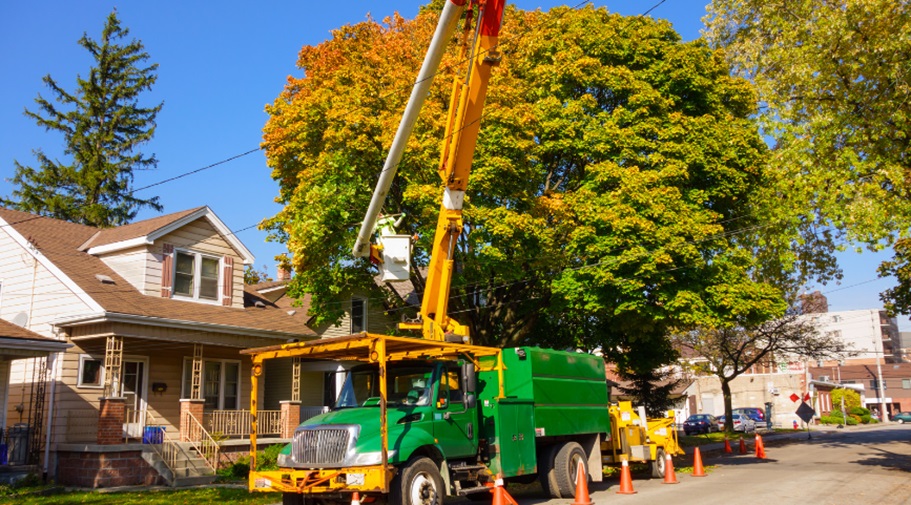 Remove a Tree on Your Property